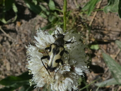 Judolia montivagans