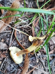 Hypholoma