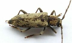 Enaphalodes niveitectus