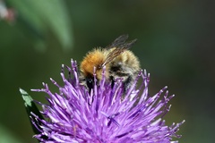 Bombus muscorum