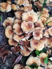 Hypholoma