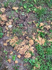 Hypholoma