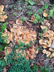 Hypholoma