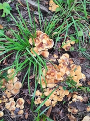 Hypholoma