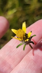 Bidens tenuisecta