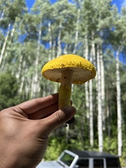 Floccularia luteovirens