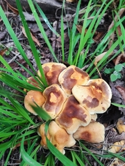 Hypholoma