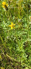 Bidens tenuisecta