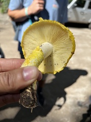 Floccularia luteovirens