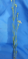 Linum neomexicanum