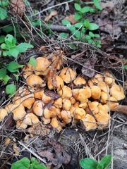 Hypholoma