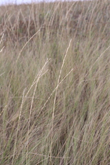 Pseudoroegneria stipifolia