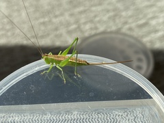 Conocephalus saltans