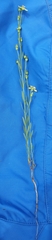Linum neomexicanum