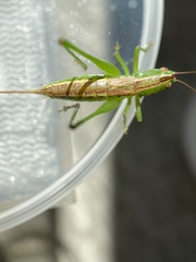 Conocephalus saltans
