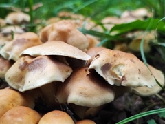 Hypholoma