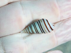 Pyramidella dolabrata