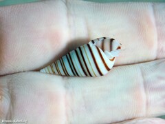 Pyramidella dolabrata