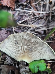 Hypholoma