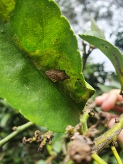 Supputius cincticeps