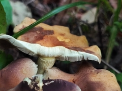 Hypholoma