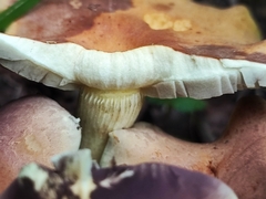 Hypholoma