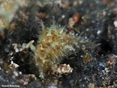 Stylocheilus polyomma