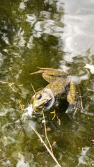 Lithobates clamitans