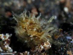 Stylocheilus polyomma