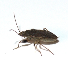 Perigenes constrictus