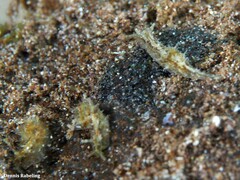 Stylocheilus polyomma