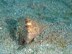 Conus canariensis