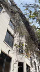 Tillandsia usneoides