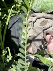 Phyllanthus evanescens