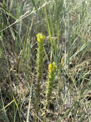 Orthocarpus luteus