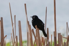 Agelasticus cyanopus