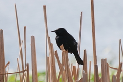 Agelasticus cyanopus