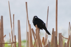 Agelasticus cyanopus