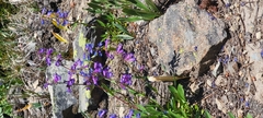 Penstemon albertinus