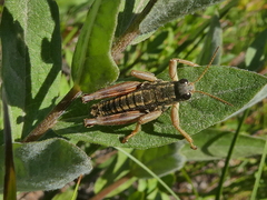 Buckellacris chilcotinae