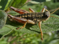 Buckellacris chilcotinae