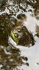 Lithobates catesbeianus