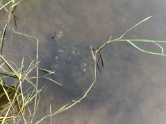 Pseudemys concinna suwanniensis