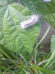 Lophocampa caryae