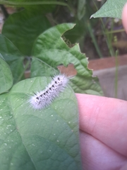Lophocampa caryae