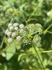 Ligusticum canadense