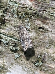 Anacampsis populella