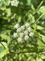 Ligusticum canadense