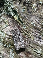 Anacampsis populella