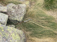 Vipera berus marasso